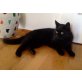 Nelly, Hauskatze - Katze