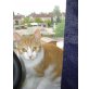 Nelly, -/- - Katze