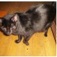 Nelly, Katze Nelly - Katze