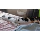 Nelly & Kitty, verspieltes Dreamteam, ca. 1 J - Katze