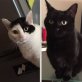 Nelly & Milly, Europäische Kurzhaarkatze - Katze
