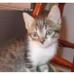 Nelly, Mischling - Katze