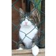 Nelly, Mischling - Katze