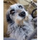 Nelly, Nelly, der 'Waschbärhund' sucht Kuschelkorb - Hündin