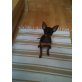 Nelly, Zwergpinscher - Hündin