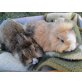 Nelly und Lussy, Zwergkaninchen - weiblich