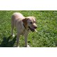 Nelly vom Stauden Land, Labrador Retriever - Hündin