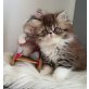Nelly von der Persersymphonie, Perser - Katze