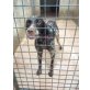 Nelson, Traumhund English Setter sucht ein Zuhause! - Rüde