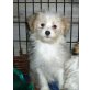Nemo, Chinesischer Schopfhund Powderpuff-Schlag Welpen - Rüde