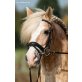 Nemo, Haflinger - Wallach