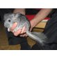 Nemo, Langschwanzchinchilla - männlich