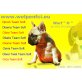 Nemo Team Soft, Französische Bulldogge mit FCI Stammbaum Welpen - Rüde