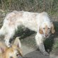 Nena, Englisch Setter Mix - Hündin