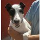 Nena, Jack Russel Mix - Hündin