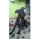 Neo, Dobermann/Staffordmixrüde sucht ein Zuhause! Welpen - Rüde