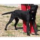 Neo, Labrador Retriever Mix - Rüde
