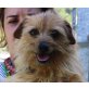 Neo, Yorkie Mix - Rüde