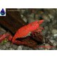 Neocaridina Heteropoda