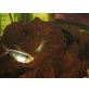 Neocaridina zhangjiajiensis