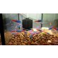 Neon Tetra / Neon Salmler