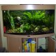 Neon Tetra / Neon Salmler - weiblich