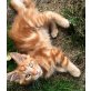 Nepomuck, Maine Coon - Katze