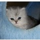Nepomuk, Perser Silber - Kater