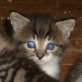 Nepomuk, süßer - Kater