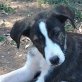 Nera, Boxer Mischling Welpen - Hündin