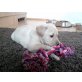Nera, Labrador Retriever - Hündin