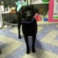 Nera ist ein Traumhund! Freundlich+lieb, Mischling - Hündin