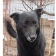Nera, neugierige Hundedame - Hündin