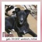 Nera, süße Maus auf der Suche nach dem großen Glück - Hündin