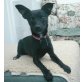 Nerik, Chihuahua-Pinscher-MIX - Rüde