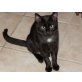 Nerino, Europäische Kurzhaarkatze - Kater