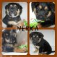 Nerka, Mix - Hündin