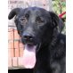 Nero 2, Labrador-Schäfer Mischling - Rüde