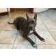 Nero, Amerikanischer Staffordshire-Terrier - Rüde