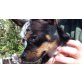 Nero, Chihuahua kurzhaariger Schlag - Rüde
