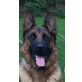 Nero, Deutscher Schäferhund - Rüde
