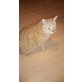 Nero, Europäisch Kurzhaar - Kater