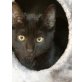 Nero, Europäisch Kurzhaar - Kater