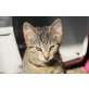 Nero, Europäische Kurzhaarkatze - Kater