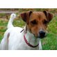 Nero, Jack-Russell-Terrier - Rüde