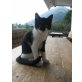 Nero, Kleiner Nero sucht Zuhause - Kater
