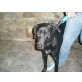 Nero, Labrador Retriever Mischling - Rüde