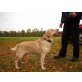 Nero, Labrador Retriever - Rüde
