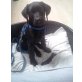 Nero, Labrador Retriever Welpen - Rüde