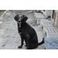 Nero, Labradormischling - Rüde